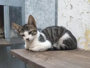 Gato raça SRD-ViraLata idade 2 a 6 meses nome Sem nome, se eu colocar nome ai nao sai de casa