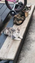 Mascotinha