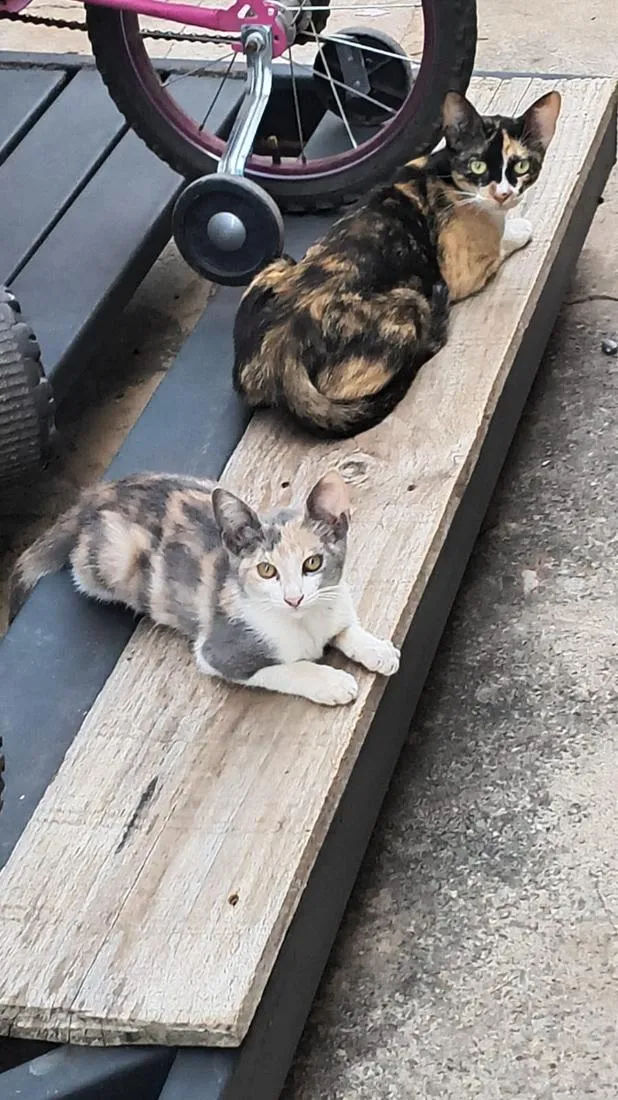 Gato raça SRD-ViraLata idade 2 a 6 meses nome Mascotinha