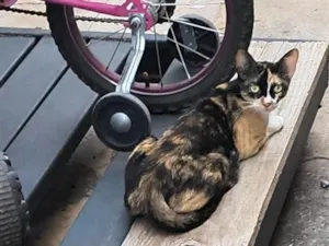 Gato raça SRD-ViraLata idade 2 a 6 meses nome Mascotinha
