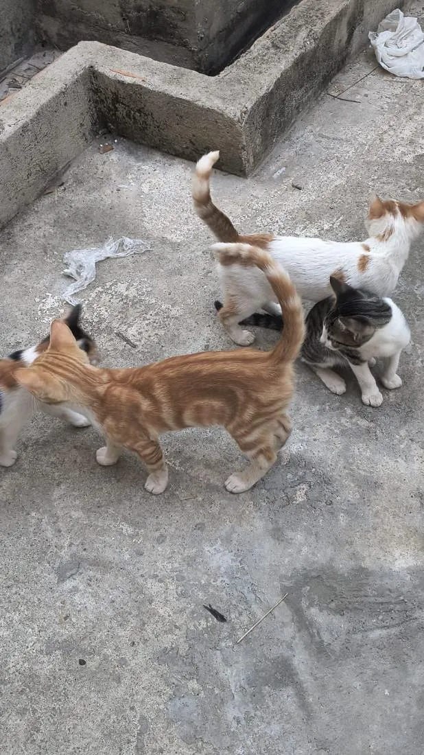 Gato raça SRD-ViraLata idade 2 a 6 meses nome sem nome