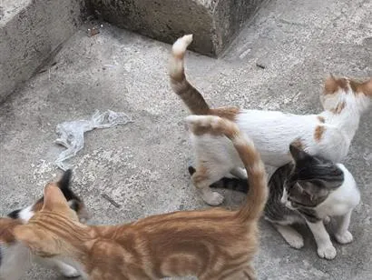 Gato raça SRD-ViraLata idade 2 a 6 meses nome sem nome