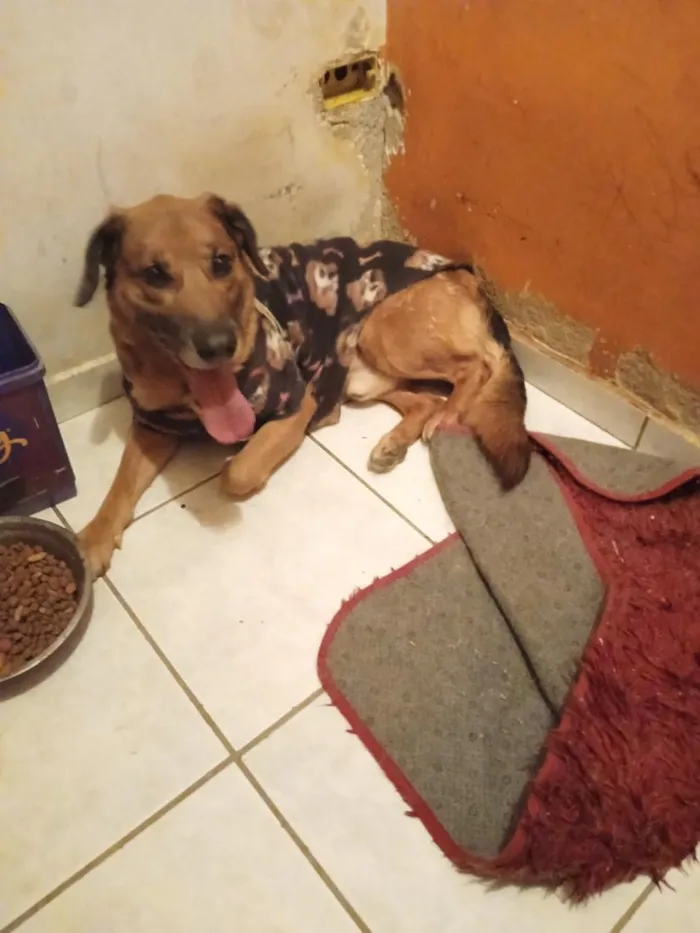 Cachorro raça SRD-ViraLata idade 5 anos nome Beethoven 