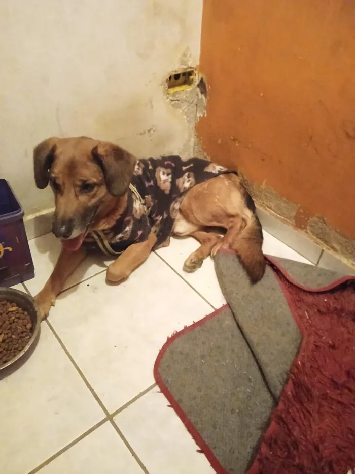 Cachorro raça SRD-ViraLata idade 5 anos nome Beethoven 