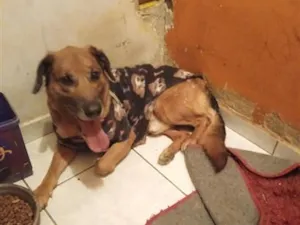 Cachorro raça SRD-ViraLata idade 5 anos nome Beethoven 