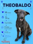 Theobaldo 