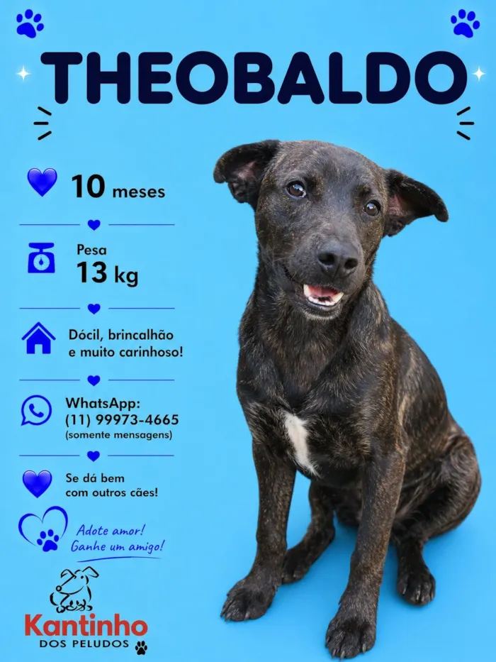 Cachorro raça SRD-ViraLata idade 7 a 11 meses nome Theobaldo 