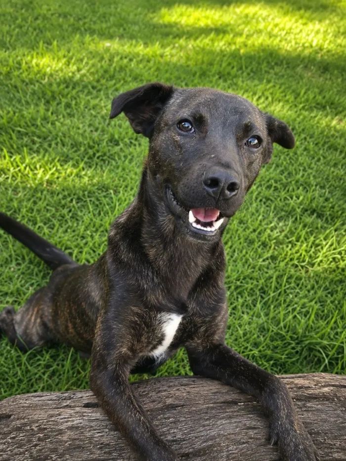 Cachorro raça SRD-ViraLata idade 7 a 11 meses nome Theobaldo 