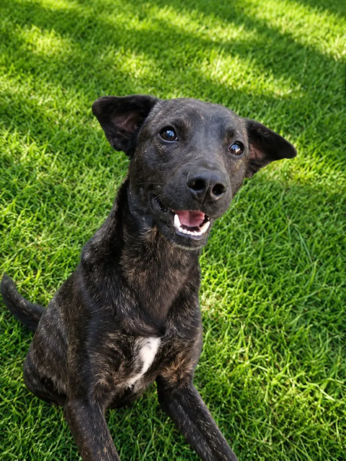 Cachorro raça SRD-ViraLata idade 7 a 11 meses nome Theobaldo 