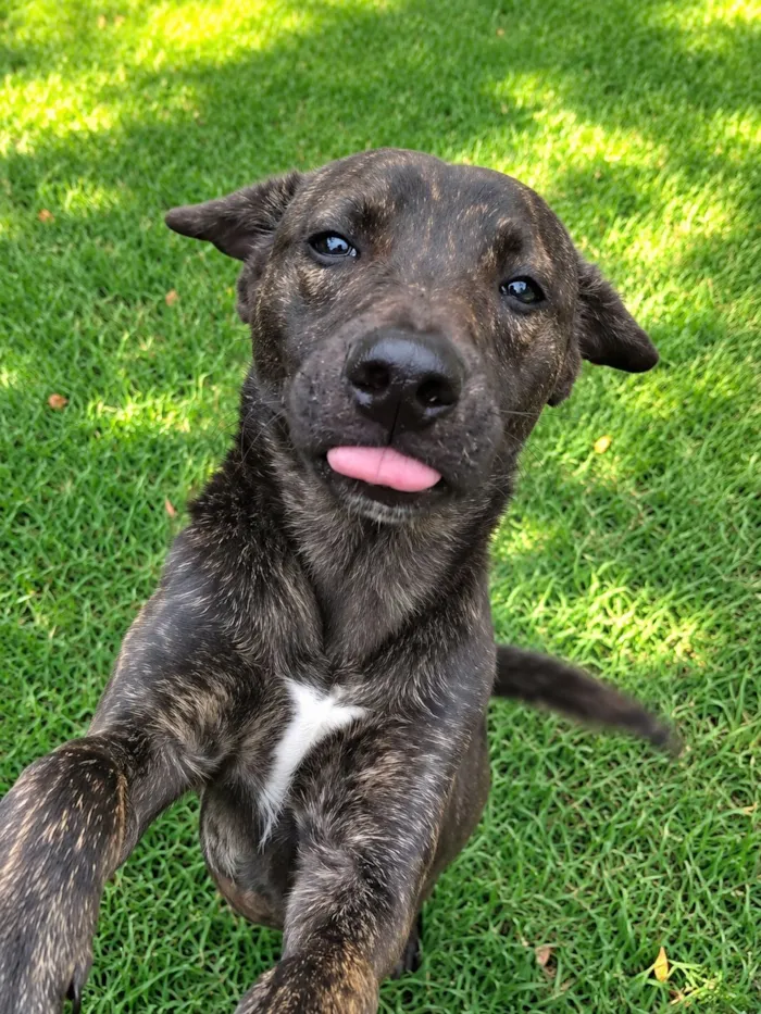 Cachorro raça SRD-ViraLata idade 7 a 11 meses nome Theobaldo 