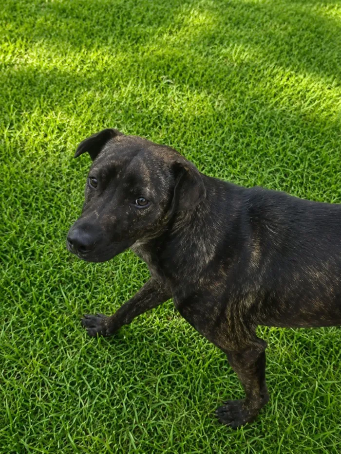 Cachorro raça SRD-ViraLata idade 7 a 11 meses nome Theobaldo 