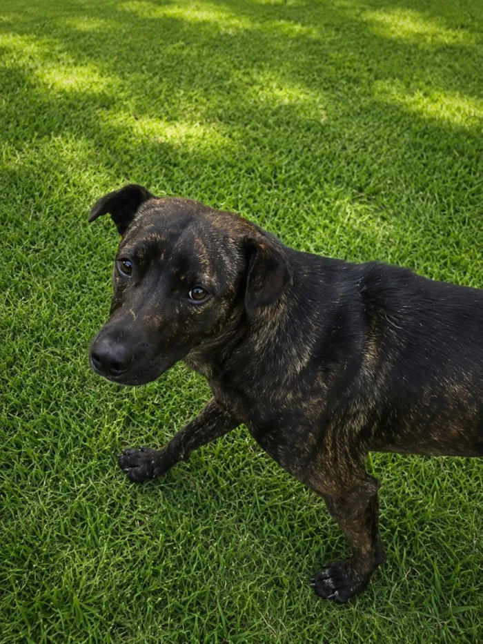 Cachorro raça SRD-ViraLata idade 7 a 11 meses nome Theobaldo 