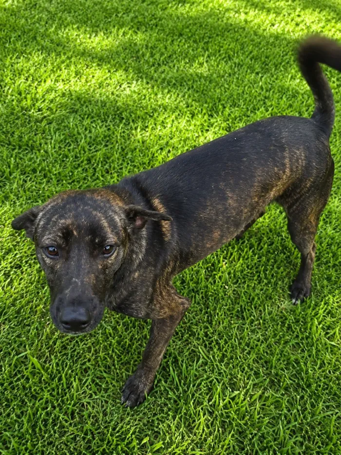 Cachorro raça SRD-ViraLata idade 7 a 11 meses nome Theobaldo 