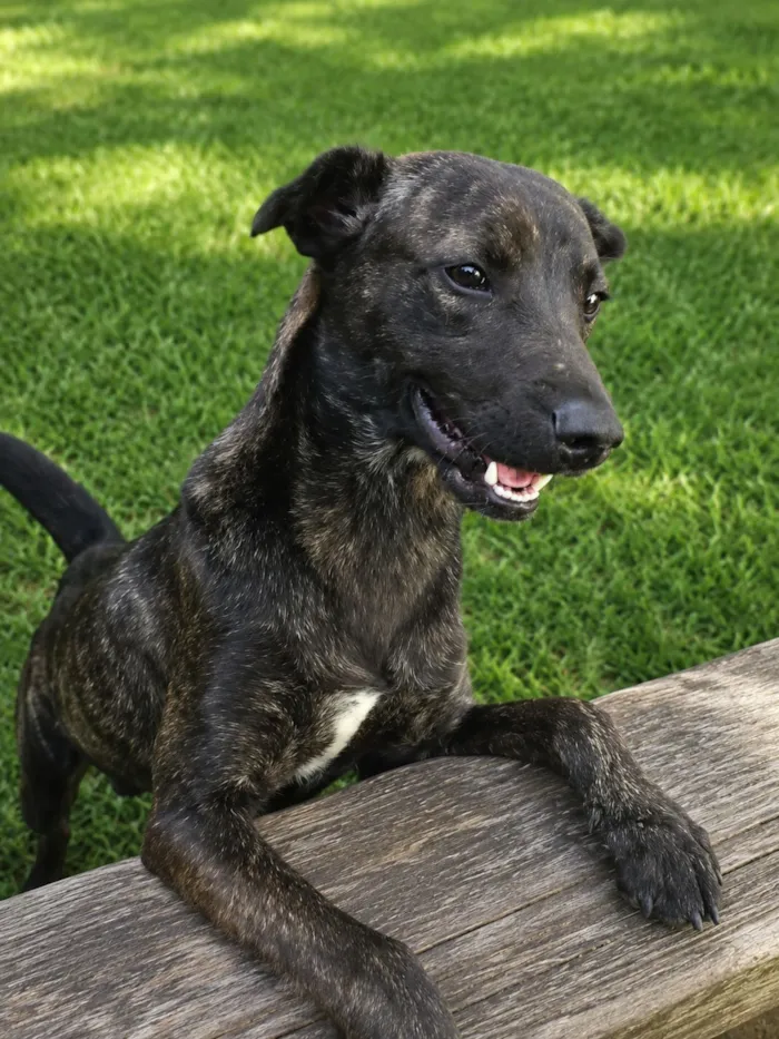 Cachorro raça SRD-ViraLata idade 7 a 11 meses nome Theobaldo 