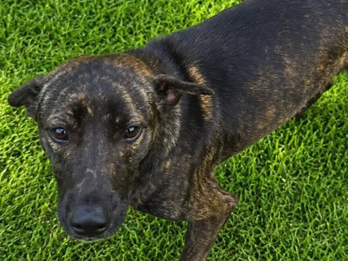 Cachorro raça SRD-ViraLata idade 7 a 11 meses nome Theobaldo 