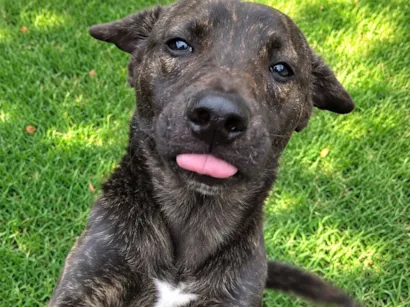 Cachorro raça SRD-ViraLata idade 7 a 11 meses nome Theobaldo 