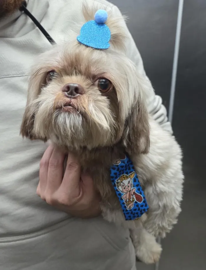 Cachorro raça Shitzu idade 4 anos nome Toddy