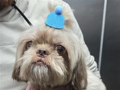 Cachorro raça Shitzu idade 4 anos nome Toddy