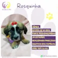 Rosquinha