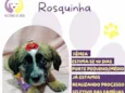 Rosquinha