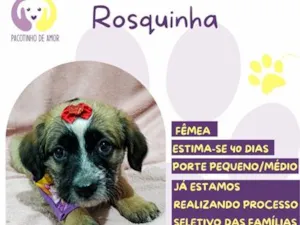 Cachorro raça SRD-ViraLata idade Abaixo de 2 meses nome Rosquinha