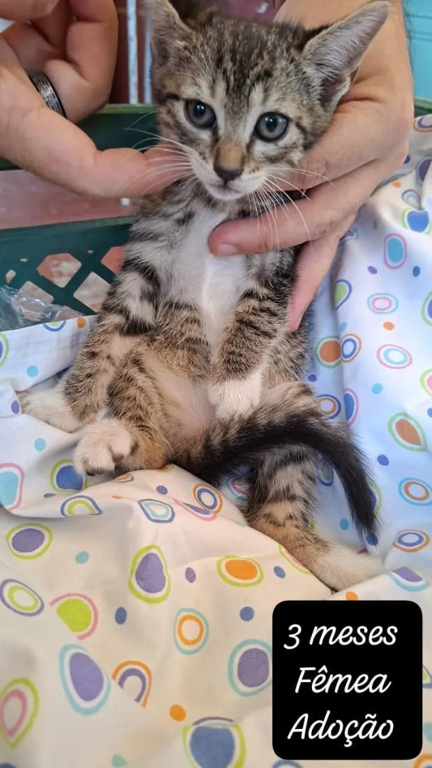 Gato raça SRD-ViraLata idade 2 a 6 meses nome Tigresa