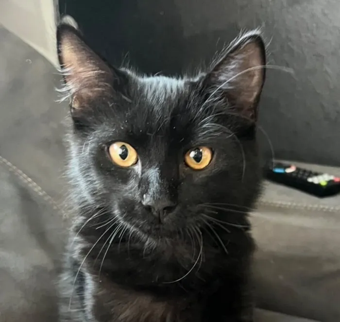 Gato raça SRD-ViraLata idade 2 a 6 meses nome Ônix 