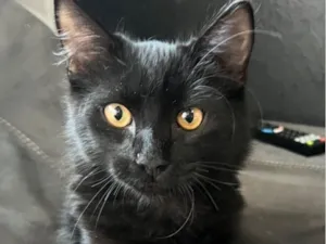 Gato raça SRD-ViraLata idade 2 a 6 meses nome Ônix 