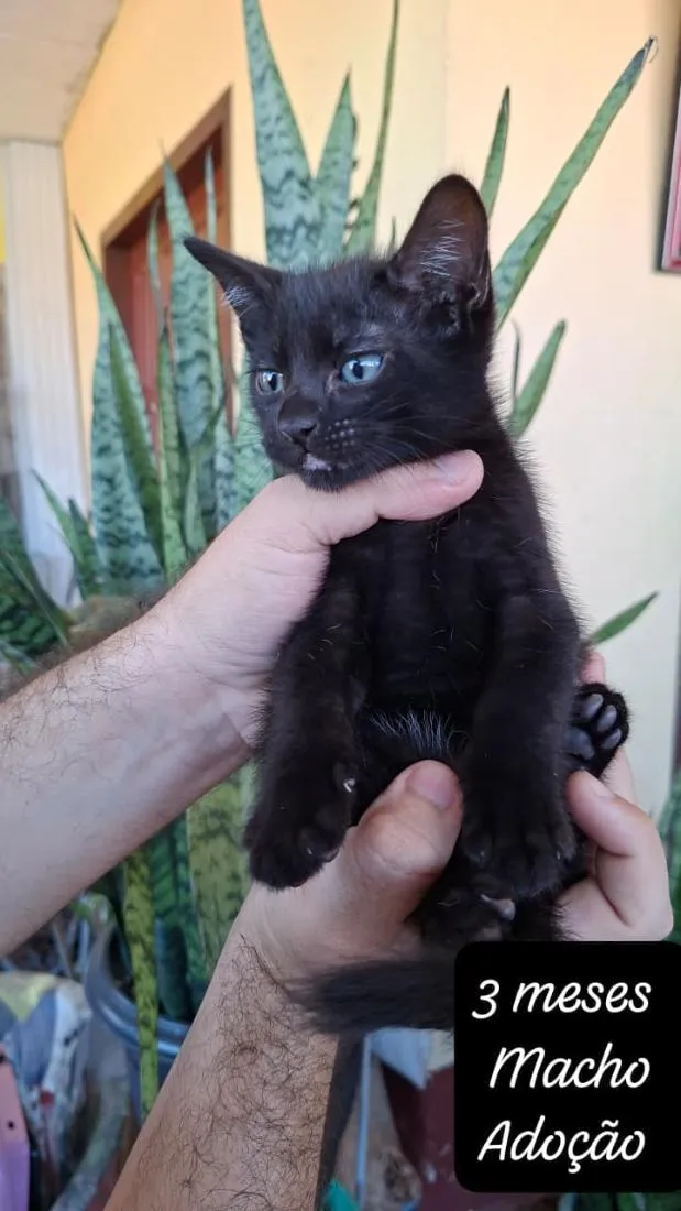 Gato raça SRD-ViraLata idade 2 a 6 meses nome Vini Jr