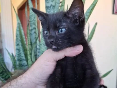 Gato raça SRD-ViraLata idade 2 a 6 meses nome Vini Jr