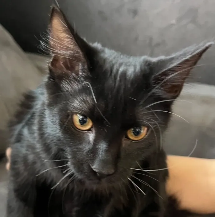Gato raça SRD-ViraLata idade 2 a 6 meses nome Oreo 