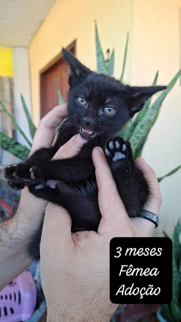 Gato raça SRD-ViraLata idade 2 a 6 meses nome Shuri