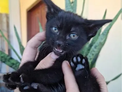 Gato raça SRD-ViraLata idade 2 a 6 meses nome Shuri