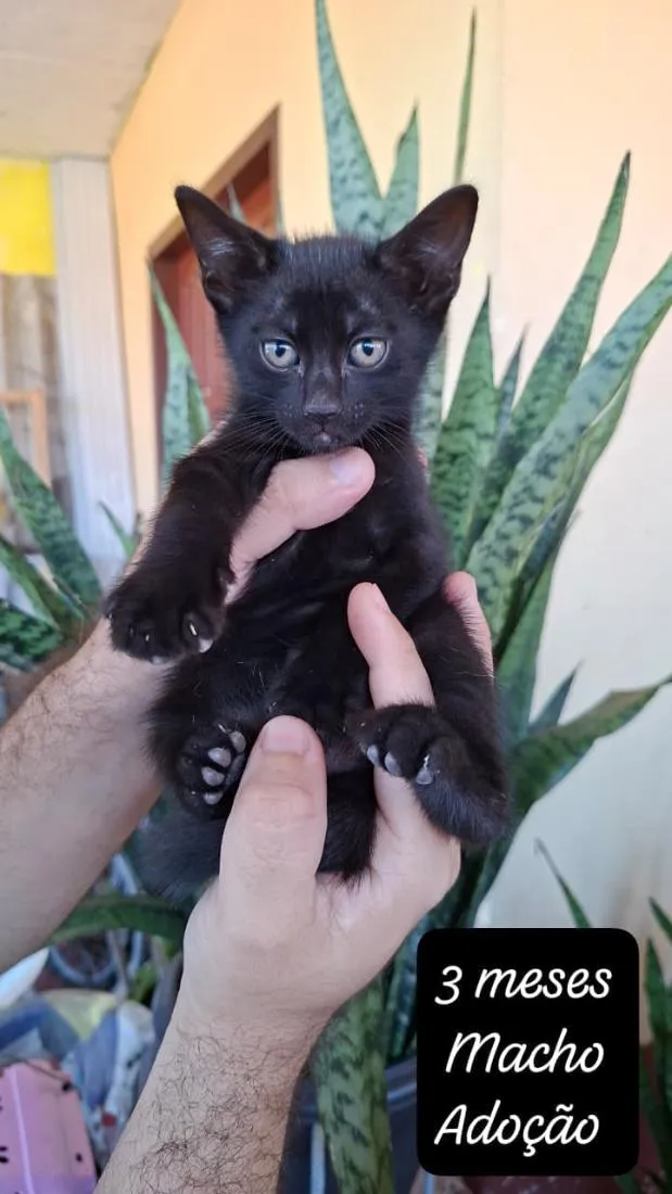 Gato raça SRD-ViraLata idade 2 a 6 meses nome Pelé