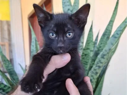 Gato raça SRD-ViraLata idade 2 a 6 meses nome Pelé