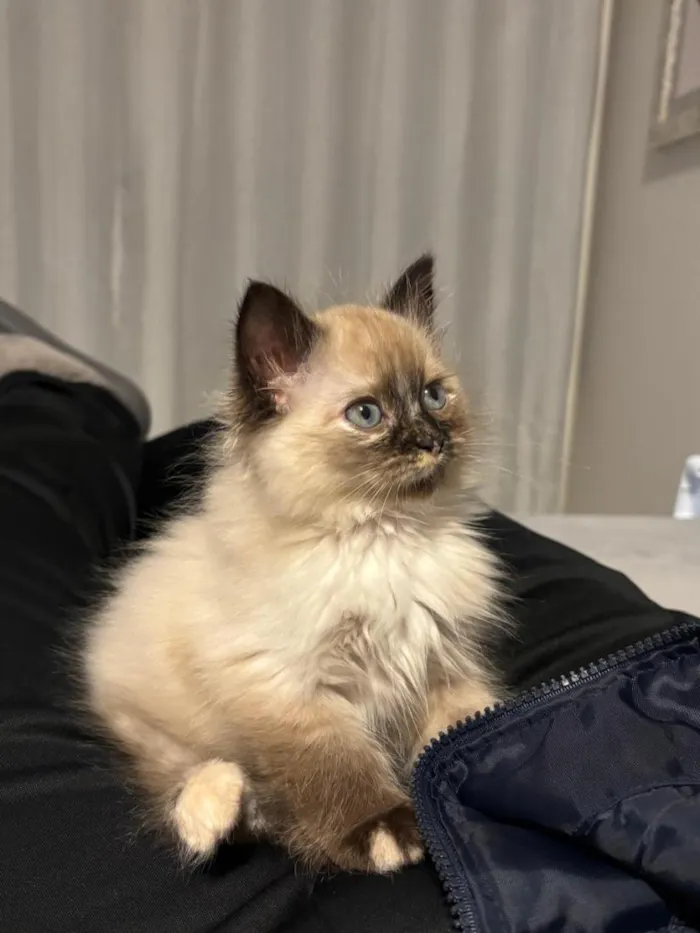 Gato raça SRD-ViraLata idade 2 a 6 meses nome Pantufa