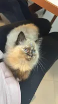 Pantufa