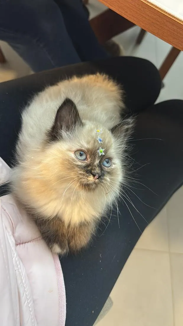 Gato raça SRD-ViraLata idade 2 a 6 meses nome Pantufa
