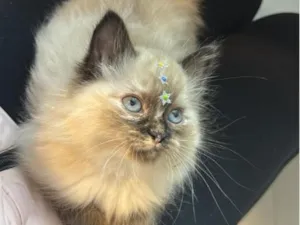 Gato raça SRD-ViraLata idade 2 a 6 meses nome Pantufa
