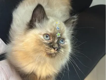 Gato raça SRD-ViraLata idade 2 a 6 meses nome Pantufa