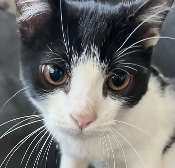 Gato raça SRD-ViraLata idade 2 a 6 meses nome Otto 