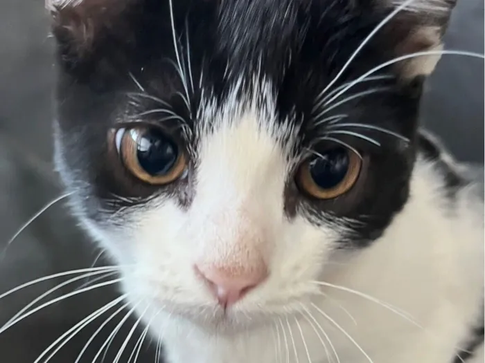 Gato raça SRD-ViraLata idade 2 a 6 meses nome Otto 