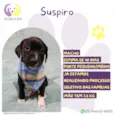 Suspiro