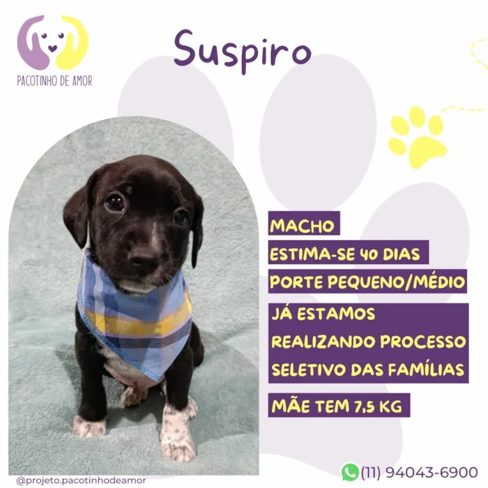 Cachorro raça SRD-ViraLata idade Abaixo de 2 meses nome Suspiro