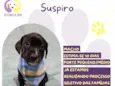 Suspiro