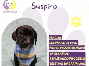Cachorro raça SRD-ViraLata idade Abaixo de 2 meses nome Suspiro