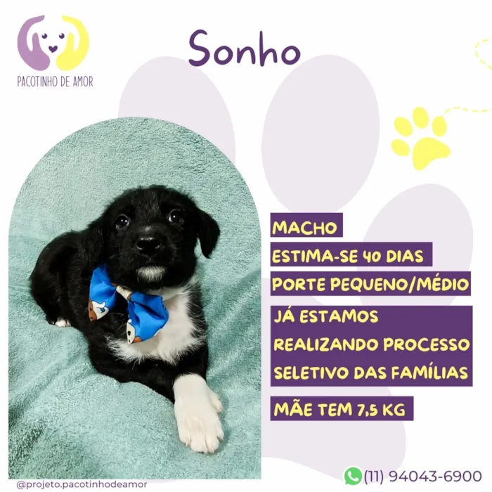 Cachorro raça SRD-ViraLata idade Abaixo de 2 meses nome Sonho