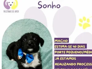 Cachorro raça SRD-ViraLata idade Abaixo de 2 meses nome Sonho