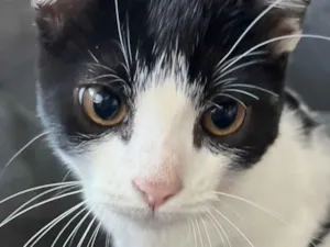 Gato raça SRD-ViraLata idade 2 a 6 meses nome Otto 