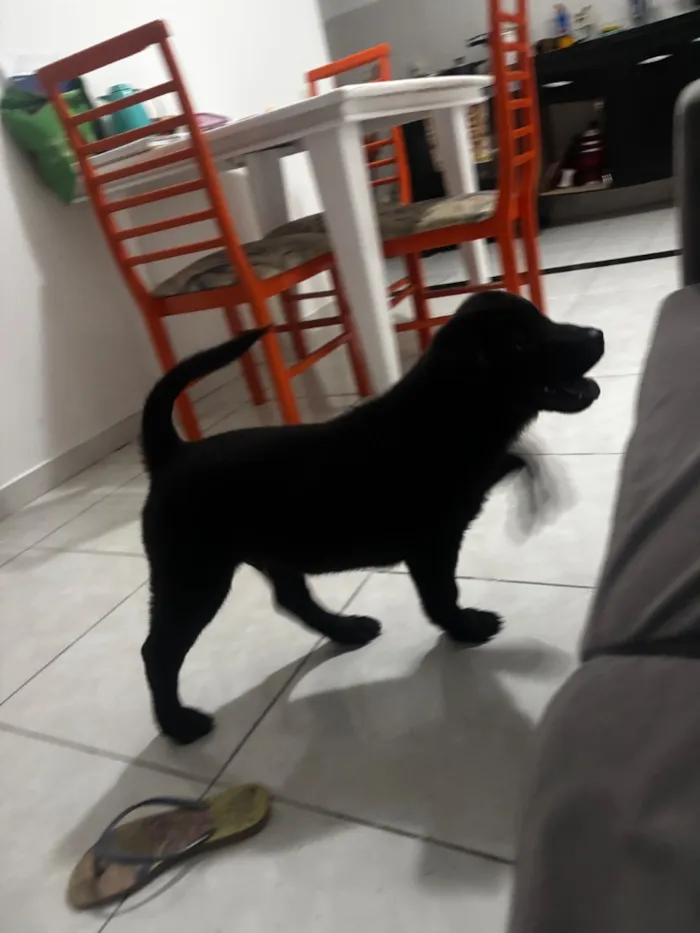 Cachorro raça SRD-ViraLata idade 2 a 6 meses nome Dark